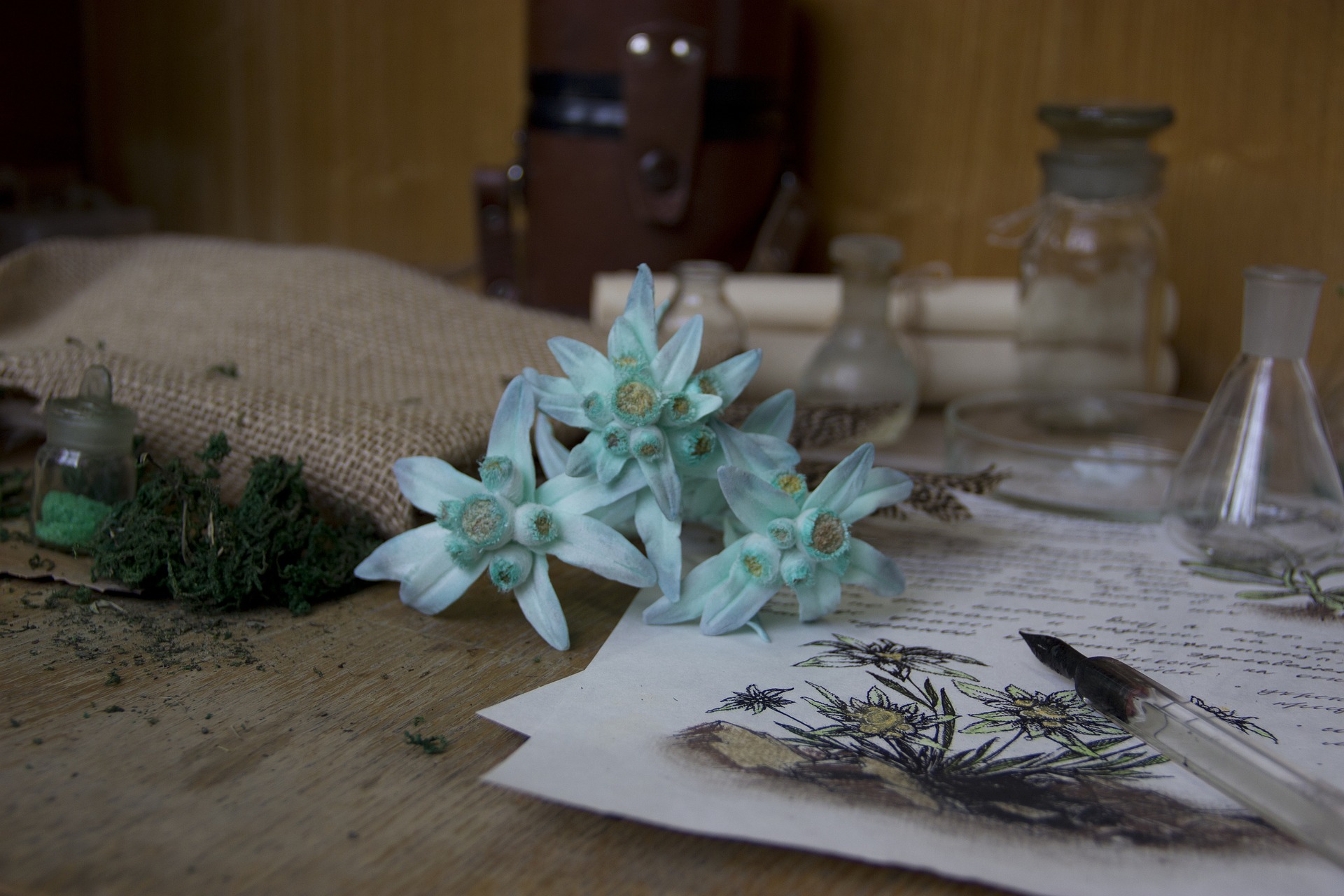 edelweiss-g709fa494b_1920