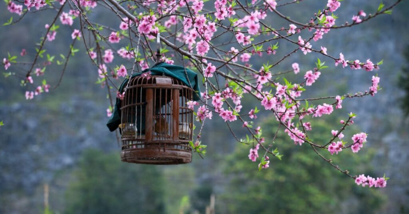 sakura-g3707b8684_1920