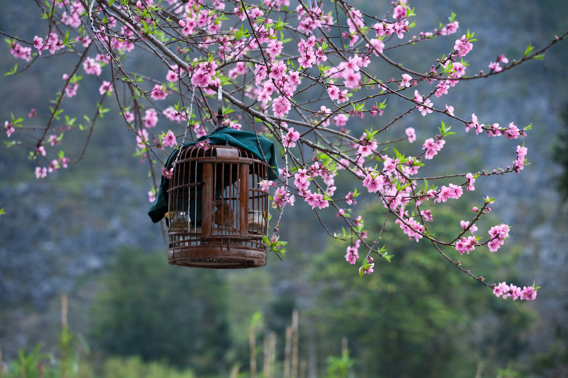 sakura-g3707b8684_1920